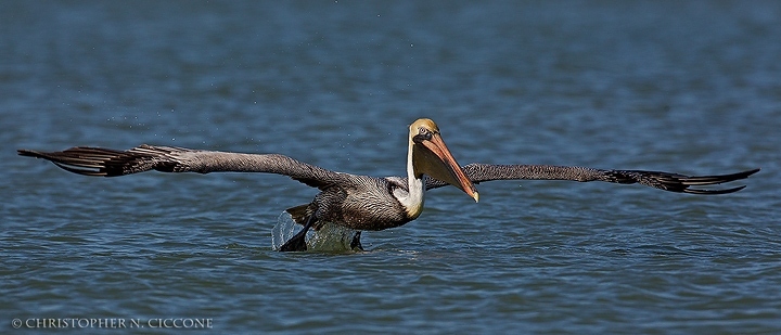 Brown Pelican