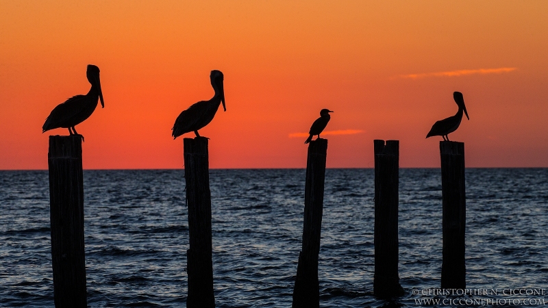 Brown Pelican