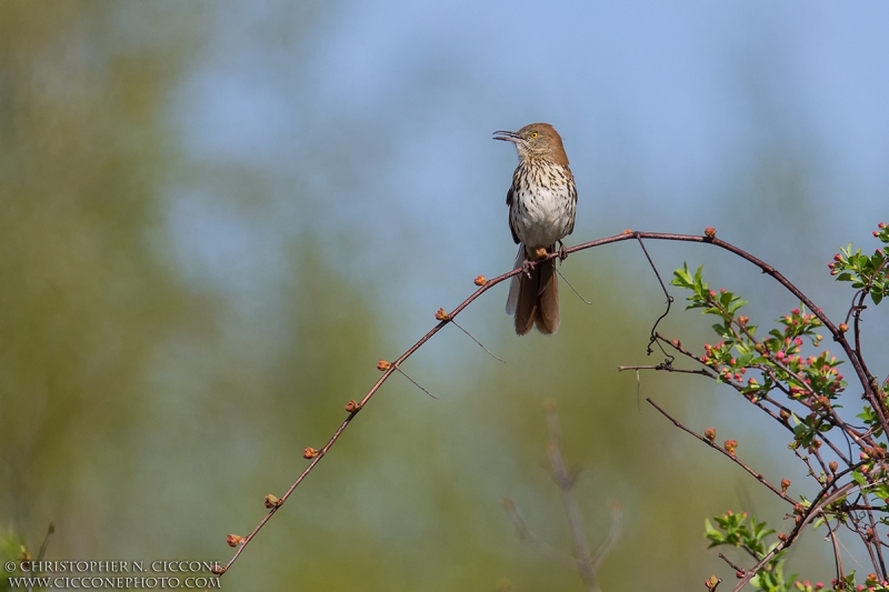 Brown Thrasher