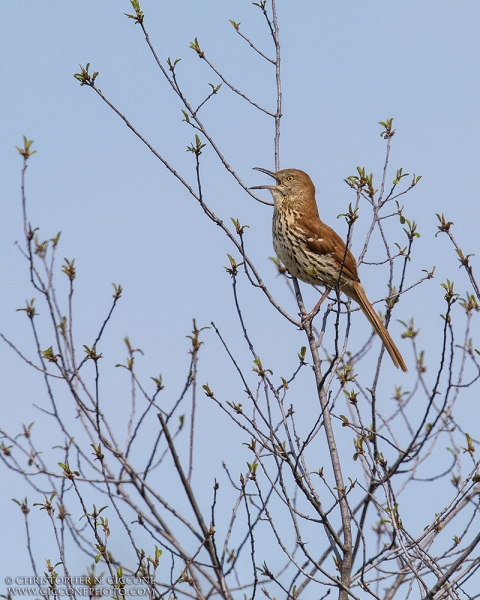 Brown Thrasher