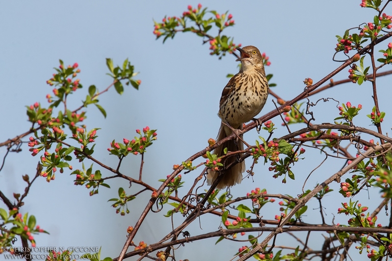 Brown Thrasher