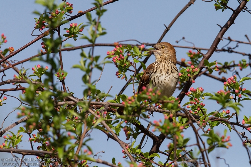 Brown Thrasher