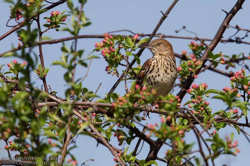 Brown Thrasher