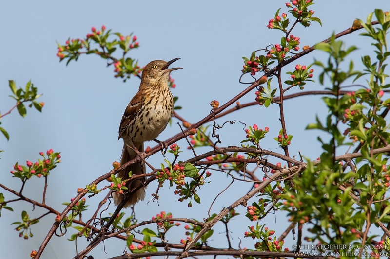 Brown Thrasher