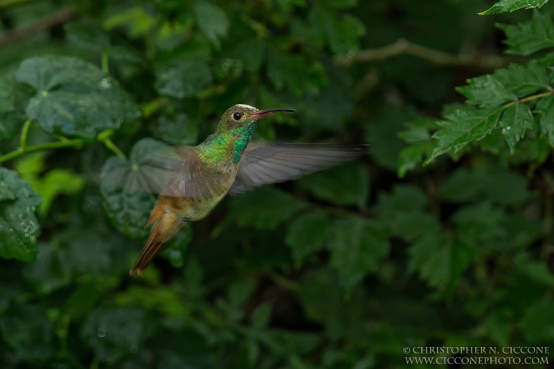 Buff-bellied Hummingbird