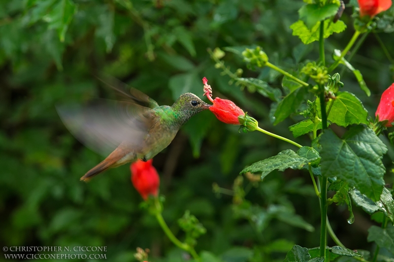 Buff-bellied Hummingbird