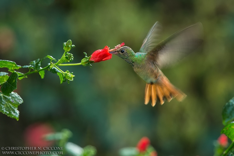 Buff-bellied Hummingbird