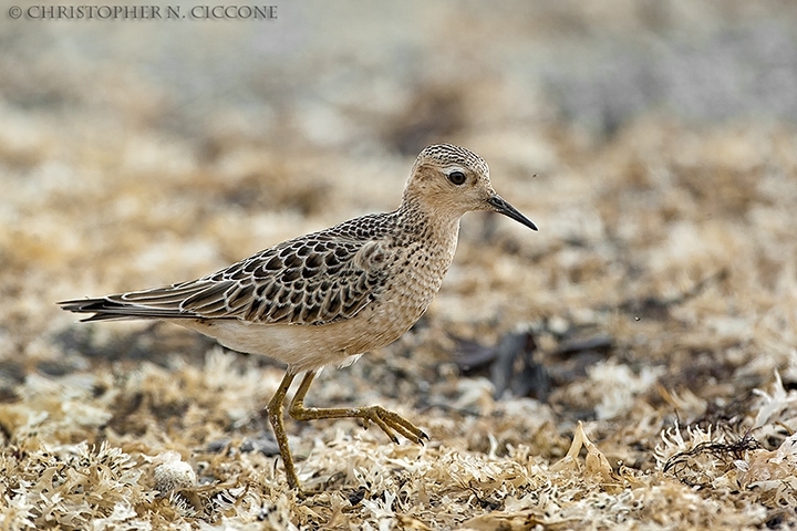 Buff-breasted Sandpiper