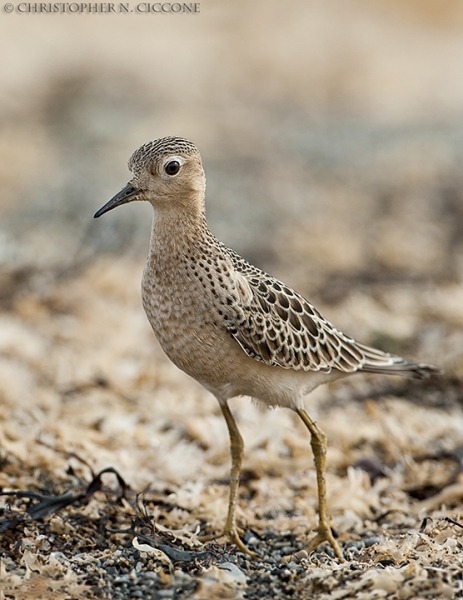 Buff-breasted Sandpiper