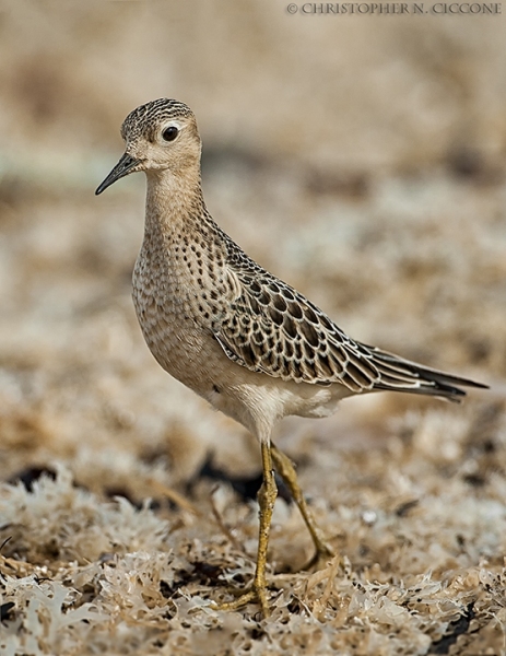 Buff-breasted Sandpiper