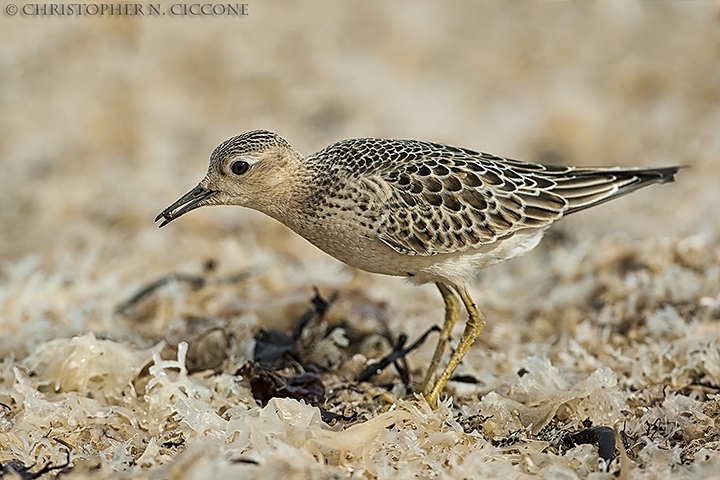 Buff-breasted Sandpiper