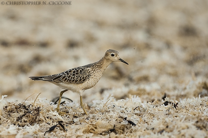 Buff-breasted Sandpiper