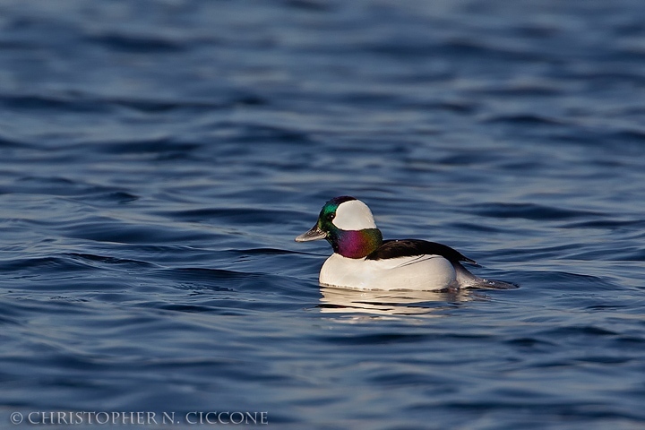 Bufflehead