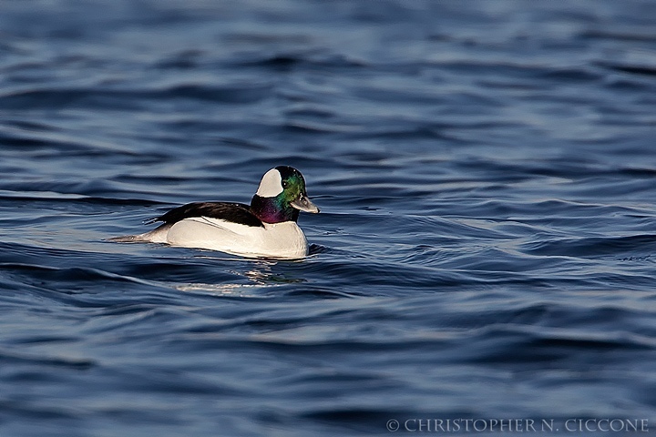 Bufflehead