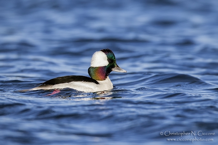 Bufflehead