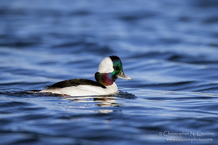 Bufflehead