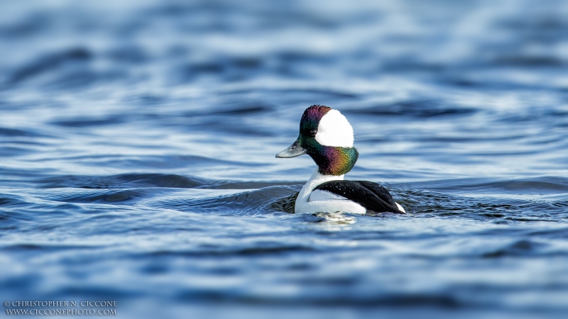 Bufflehead