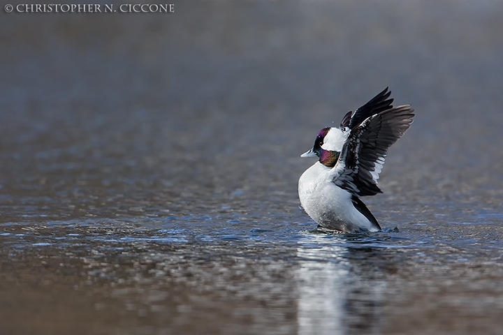 Bufflehead