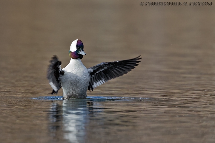 Bufflehead