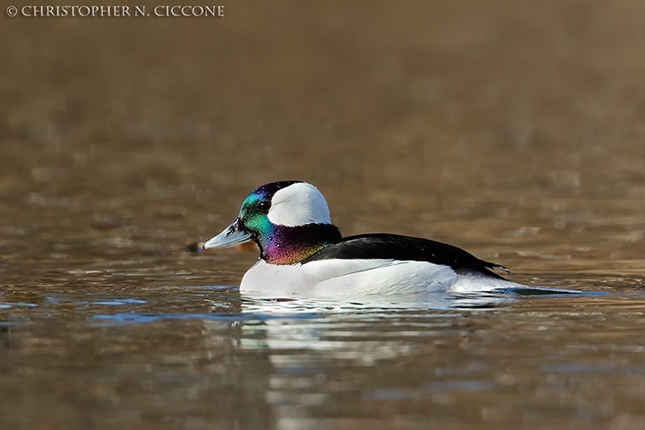 Bufflehead