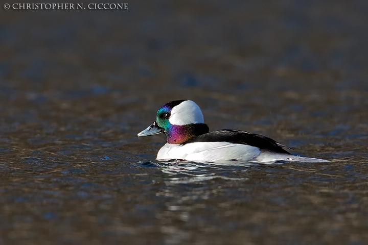 Bufflehead