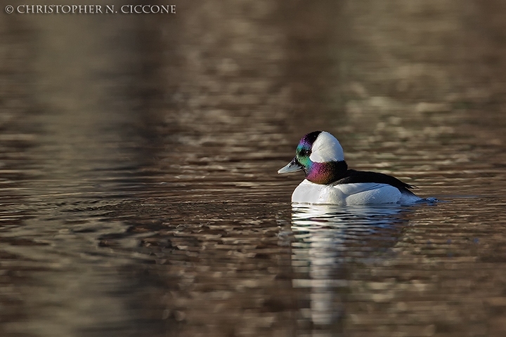 Bufflehead