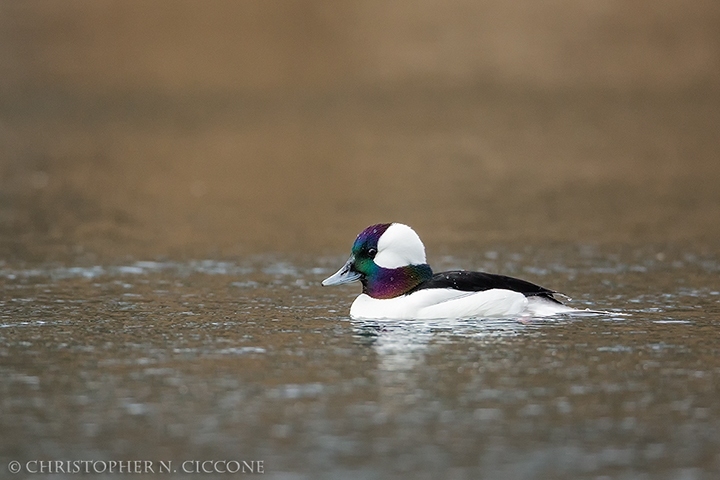 Bufflehead