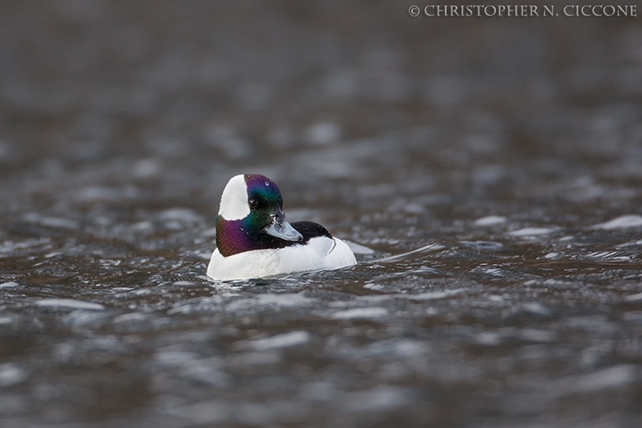 Bufflehead