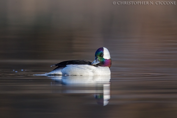 Bufflehead