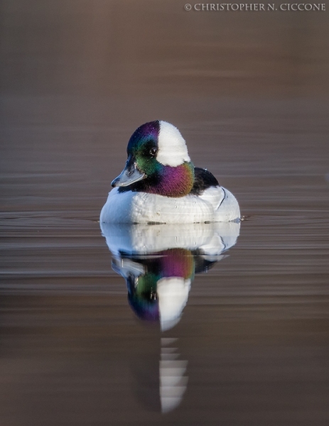 Bufflehead