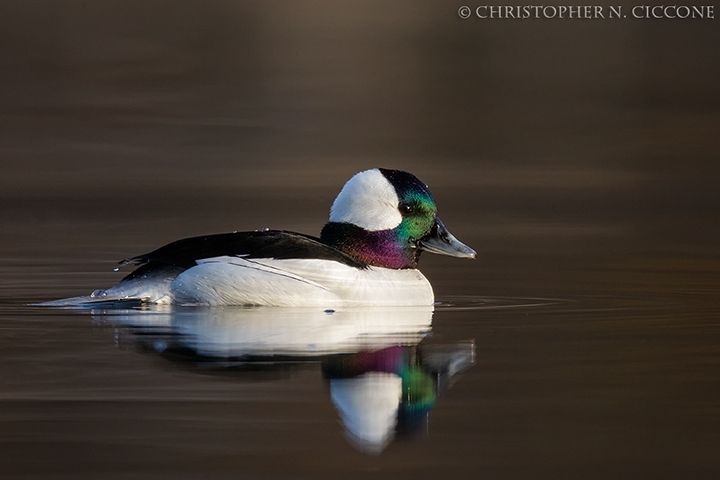 Bufflehead