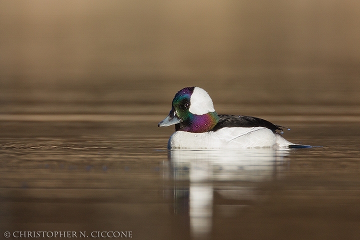 Bufflehead