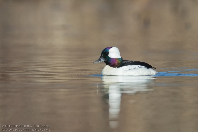 Bufflehead