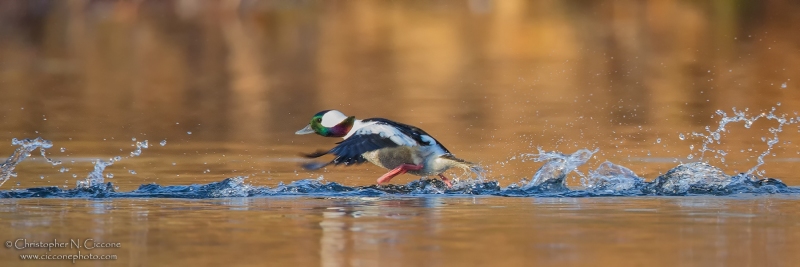 Bufflehead