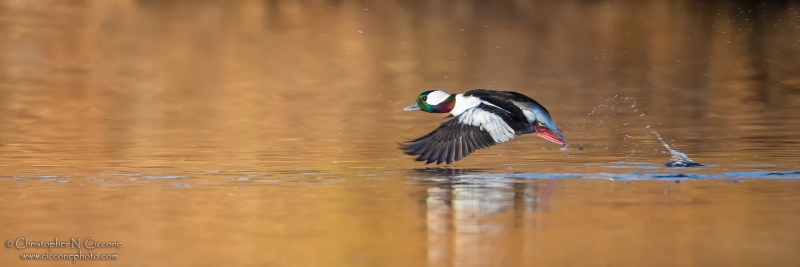 Bufflehead