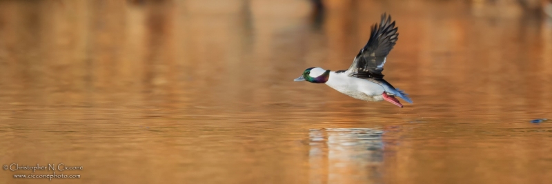 Bufflehead