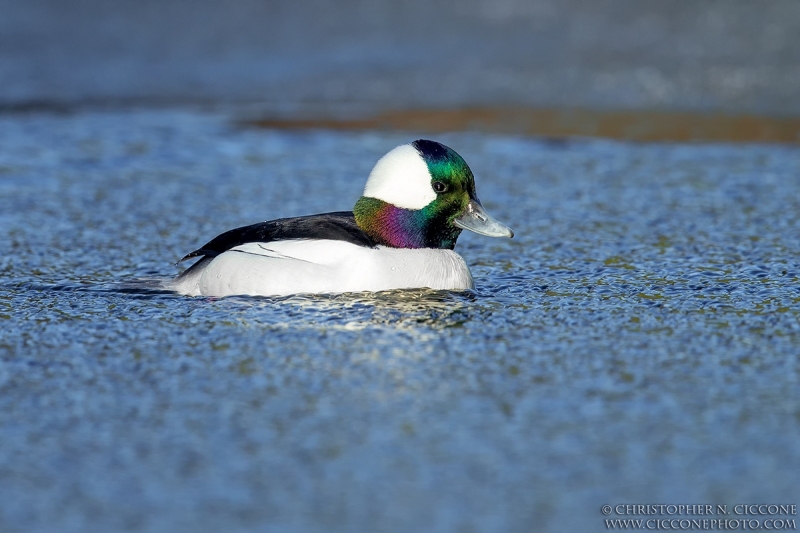 Bufflehead