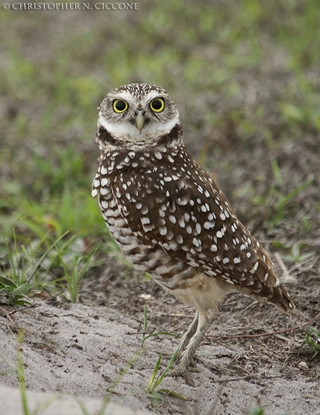 Burrowing Owl