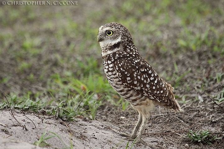 Burrowing Owl