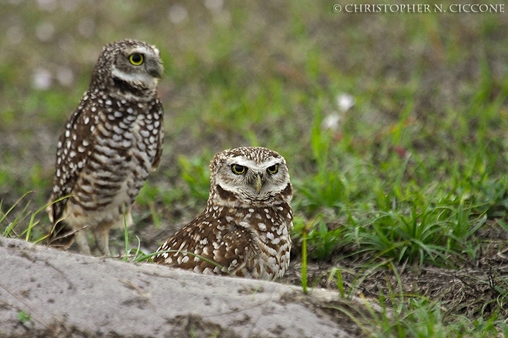 Burrowing Owl