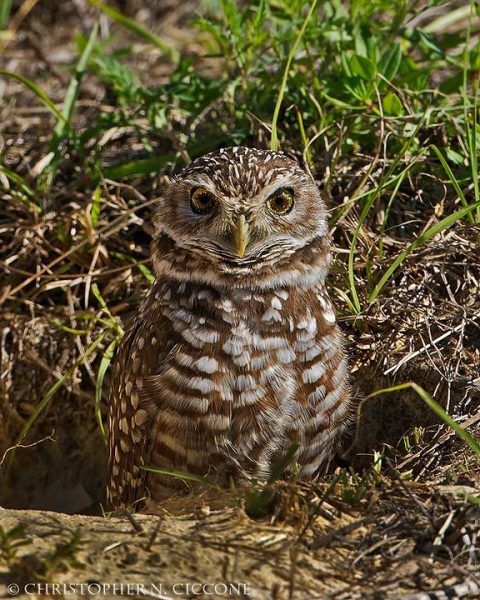 Burrowing Owl