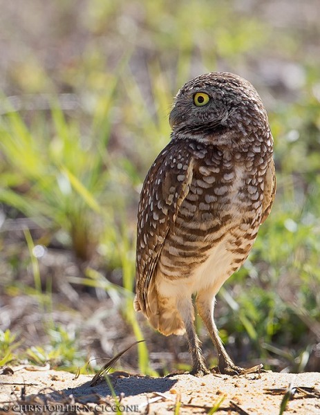 Burrowing Owl