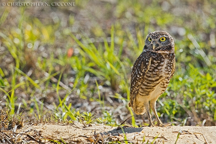 Burrowing Owl