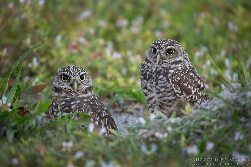 Burrowing Owl