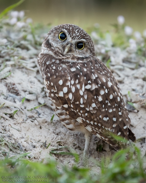 Burrowing Owl