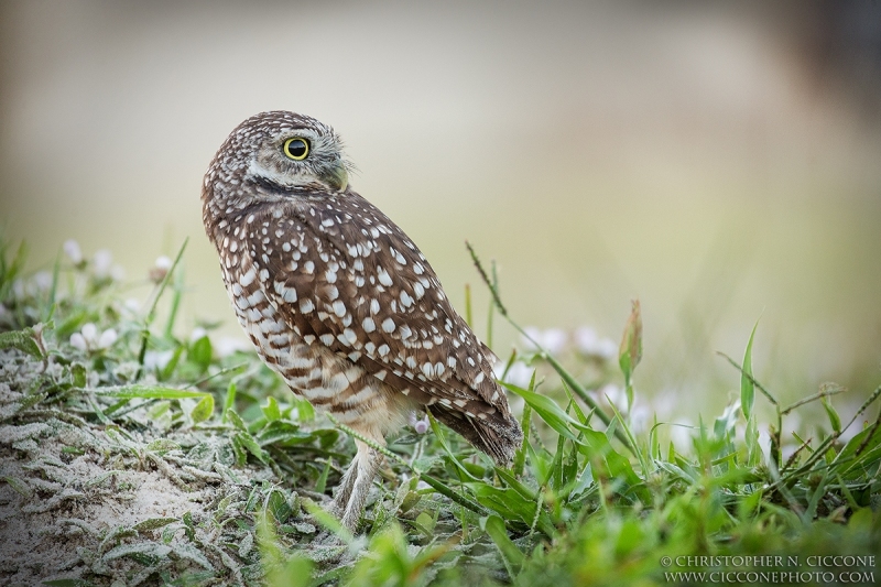 Burrowing Owl