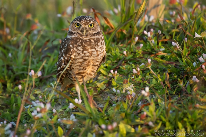 Burrowing Owl