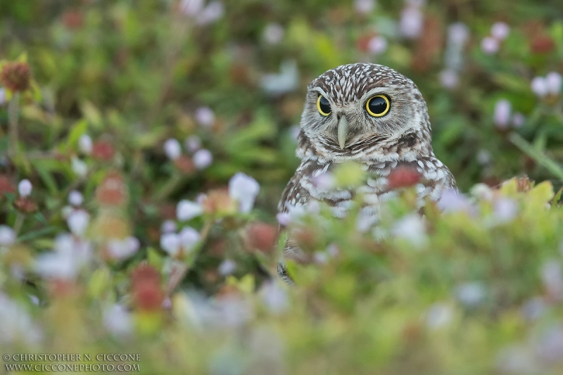 Burrowing Owl