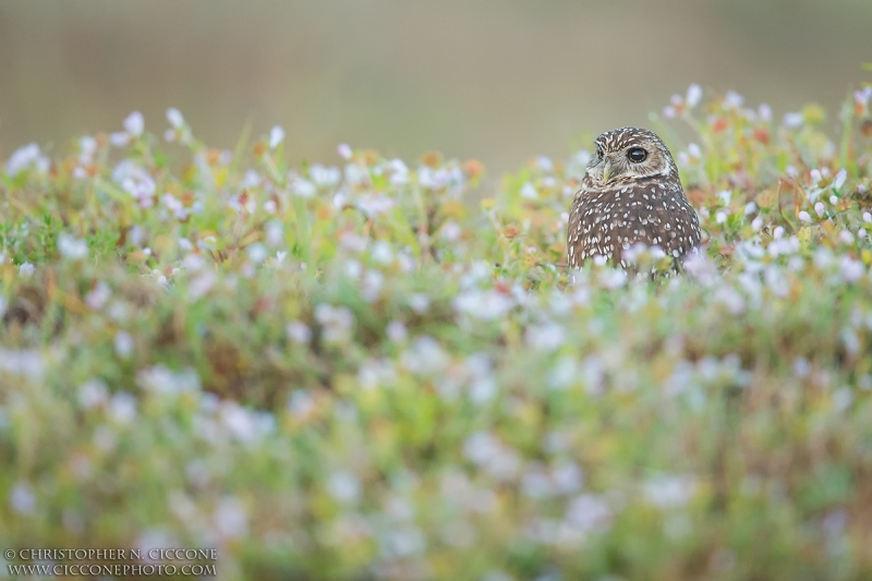 Burrowing Owl