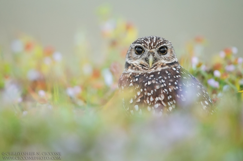 Burrowing Owl